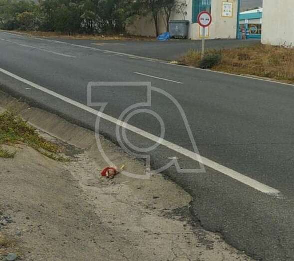 El animal muerto con lazo rojo tirado en la cuneta de la GC-100, a la altura de la cochera de Global/TA.